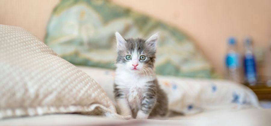 Mieszkańcy MiG Bodzentyn mogą skorzystać z bezpłatnych zabiegów sterylizacji i kastracji kotów i psów