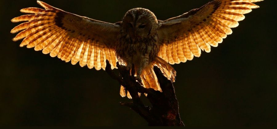 Noc Sów 2024 w Świętokrzyskim Parku Narodowym